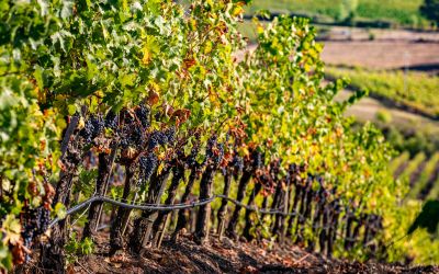 VENDEMMIA 2019