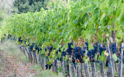 Castellare VIGNE 5