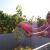 Vendemmia 2017 (3)