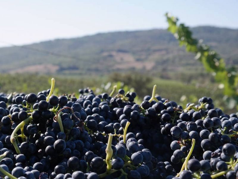 Vendemmia 2017 (9)