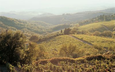 Castellare ACCOGLIENZA 2