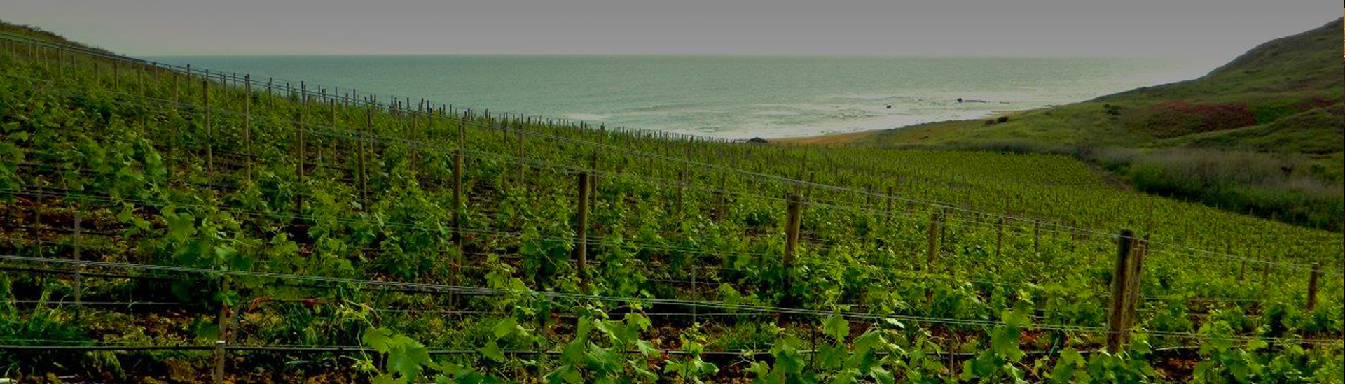 瑰丽玛蕾酒庄海边葡萄园的魅力