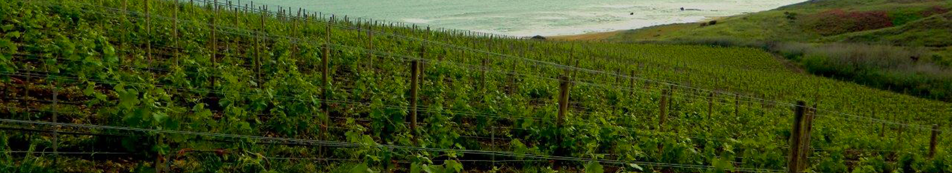 GURRA DI MAREL'INCANTO DI UNA VIGNA SUL MARE