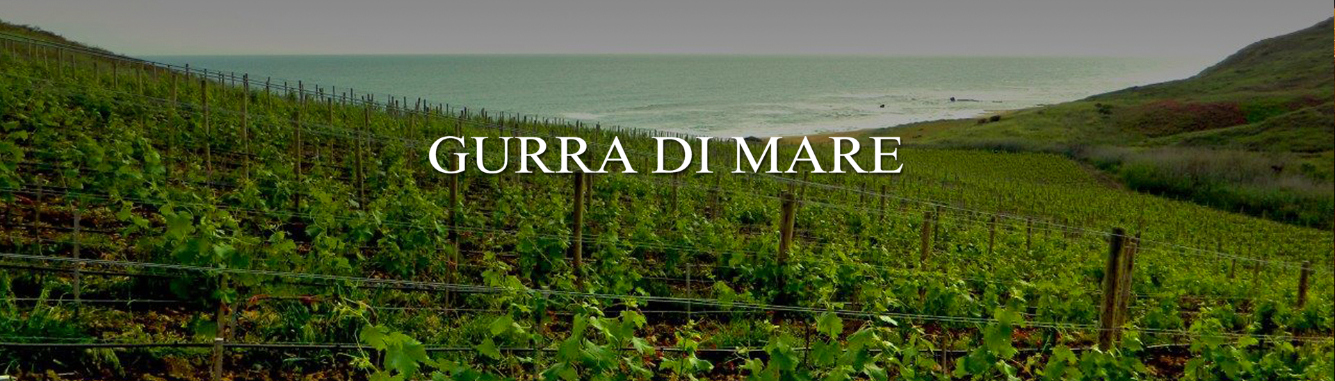 L'INCANTO DI UNA VIGNA SUL MARE